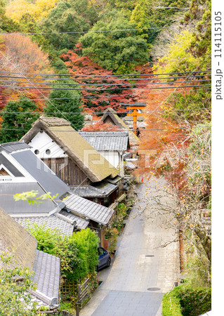 京都市右京区の愛宕街道　嵯峨鳥居本仙翁町　紅葉（愛宕街道を俯瞰） 114115105