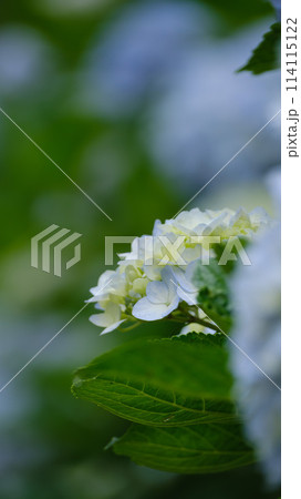 青い紫陽花が鮮やかな初夏の風景 青い紫陽花が鮮やかな初夏の風景 114115122