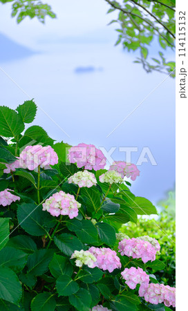 ピンクと青の紫陽花が彩る湖畔の美しい景色 114115132