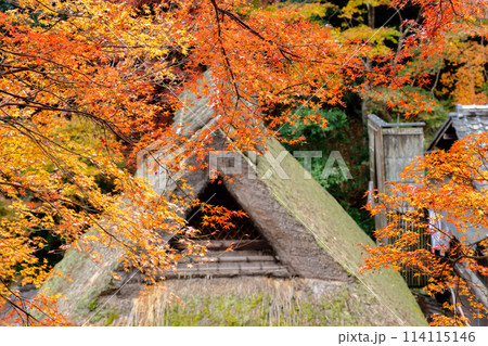 京都市右京区の愛宕街道 嵯峨鳥居本仙翁町 紅葉(愛宕街道を俯瞰) 京都市右京区の愛宕街道 嵯峨鳥居本仙翁町 紅葉(愛宕街道を俯瞰) 114115146
