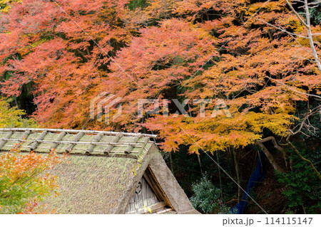 京都市右京区の愛宕街道 嵯峨鳥居本仙翁町 紅葉(愛宕街道を俯瞰) 京都市右京区の愛宕街道 嵯峨鳥居本仙翁町 紅葉(愛宕街道を俯瞰) 114115147