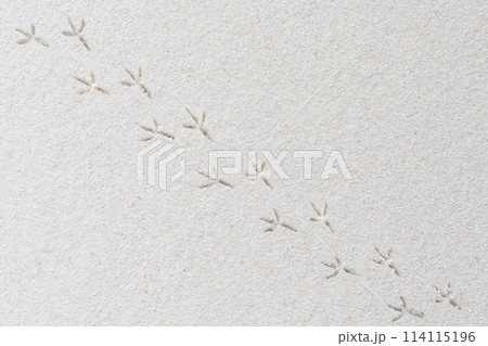 ビーチの白い砂と鳥の足跡 ビーチの白い砂と鳥の足跡 114115196