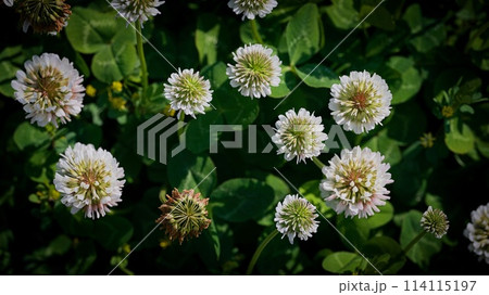 ユユクサ 114115197