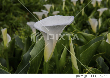 クワズイモ 陽明山 春 114115232