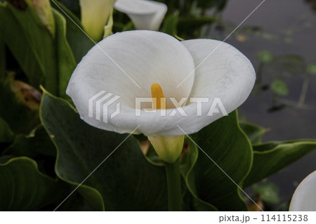 クワズイモ 陽明山 春 114115238