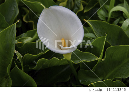 クワズイモ 陽明山 春 114115246