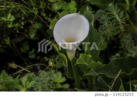 クワズイモ 陽明山 春 114115253