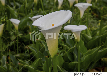 クワズイモ 陽明山 春 114115256