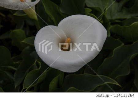 クワズイモ 陽明山 春 114115264