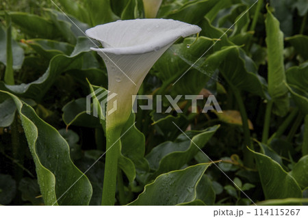 クワズイモ 陽明山 春 114115267