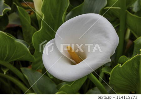 クワズイモ 陽明山 春 114115273