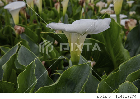 クワズイモ 陽明山 春 114115274