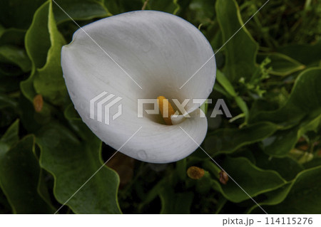 クワズイモ 陽明山 春 114115276