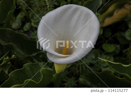 クワズイモ 陽明山 春 114115277