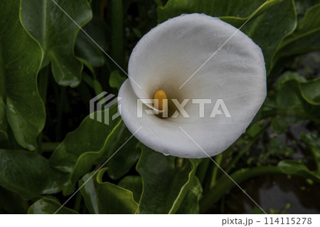 クワズイモ 陽明山 春 114115278