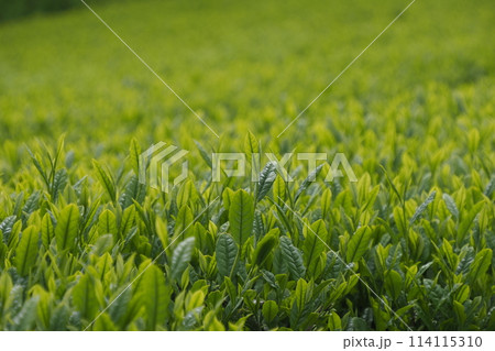 新茶萌ゆ 新茶萌ゆ 114115310