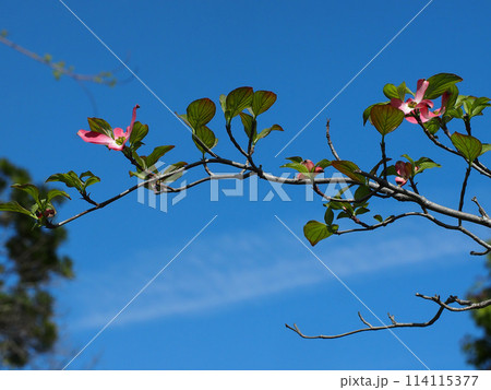 春の日差しを浴びたピンクのハナミズキ（青空に伸びたアメリカヤマボウシの枝） 114115377