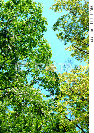 新緑の若葉 114115560