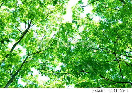新緑の若葉 114115561