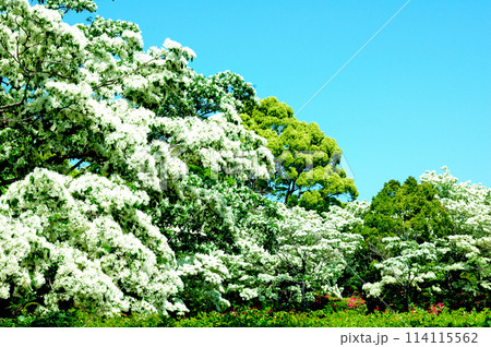 なんじゃもんじゃの花 114115562