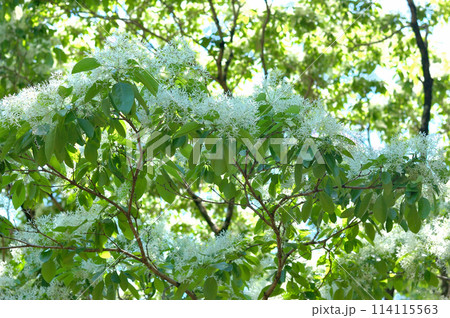 なんじゃもんじゃの花 114115563