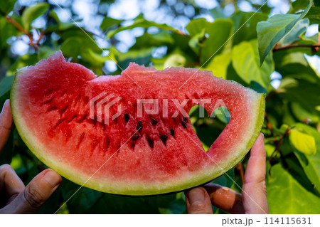 Fresh juicy red watermelon heart shaped slice in hands on background of outdoor garden in summertime during sunset. Concept of love happiness summer holidays and vacation. Slow-living Fresh juicy red watermelon heart shaped slice in hands on background of outdoor garden in summertime during sunset. Concept of love happiness summer holidays and vacation. Slow-living 114115631