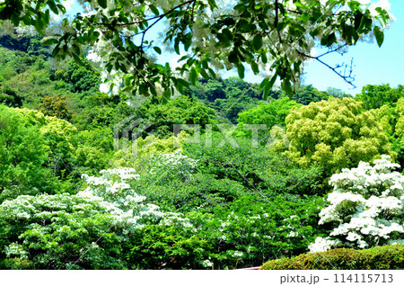 なんじゃもんじゃの花 114115713