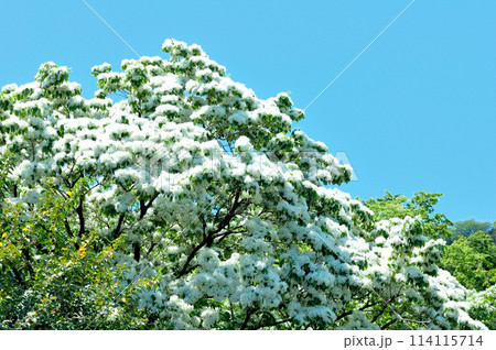 なんじゃもんじゃの花 114115714