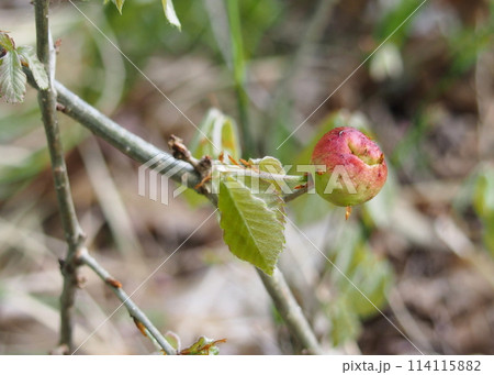 コナラの若芽に寄生したムシコブ(ナラメリンゴフシ) コナラの若芽に寄生したムシコブ(ナラメリンゴフシ) 114115882