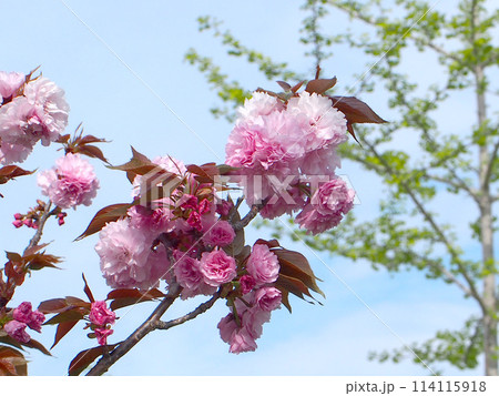 青空と春の日ざしを浴びたボタンザクラ（沖田公園の八重桜） 114115918