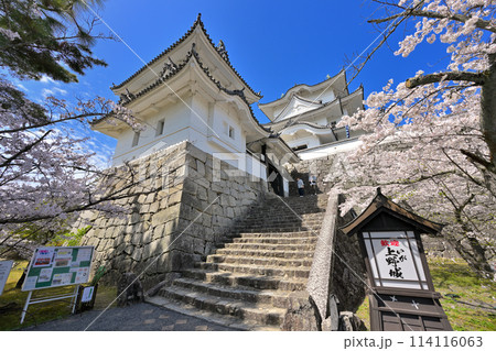 桜満開の伊賀上野城(三重県伊賀市) 桜満開の伊賀上野城(三重県伊賀市) 114116063