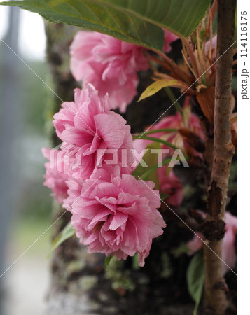 幹近くに咲いたピンクの八重桜の花(神田公園のボタンザクラ) 幹近くに咲いたピンクの八重桜の花(神田公園のボタンザクラ) 114116176