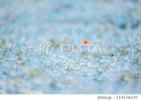 ネモフィラの海に咲くポピー 114116220