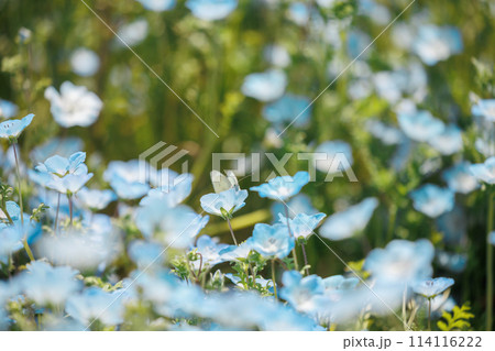ネモフィラの花と蝶 114116222