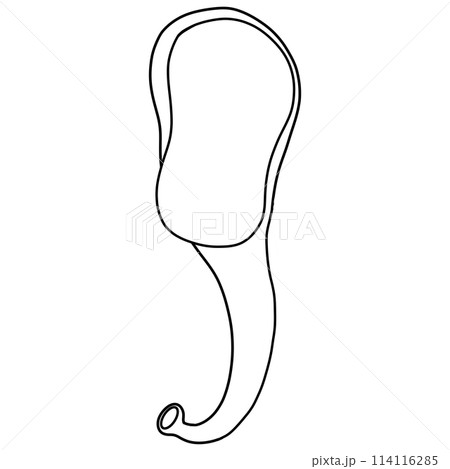 Incus is a small auditory bone located in the middle ear. Incus and ear doodle. 114116285