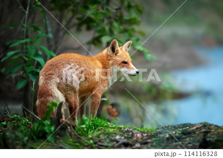 Red fox standing in a forest by water Red fox standing in a forest by water 114116328