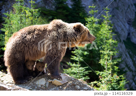 She-bear and two bear cubs in the summer forest on hill She-bear and two bear cubs in the summer forest on hill 114116329