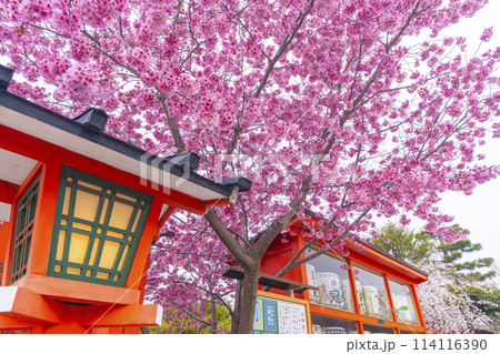 春の京都 桜咲く車折神社 春の京都 桜咲く車折神社 114116390