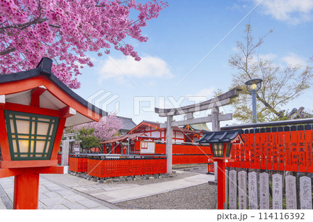 春の京都　桜咲く車折神社　大国主神社 114116392