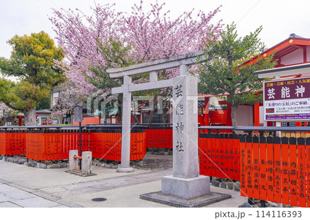 春の京都　桜咲く車折神社　芸能神社 114116393