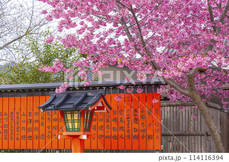 春の京都　桜咲く車折神社 114116394