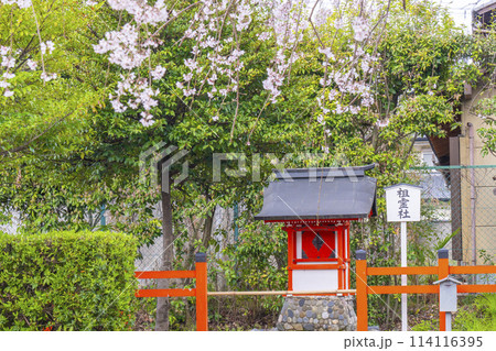 春の京都 桜咲く車折神社 祖霊社 春の京都 桜咲く車折神社 祖霊社 114116395