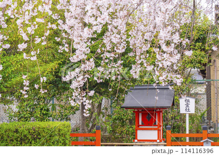 春の京都　桜咲く車折神社　祖霊社 114116396