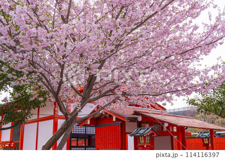 春の京都 桜咲く車折神社 芸能神社 春の京都 桜咲く車折神社 芸能神社 114116397
