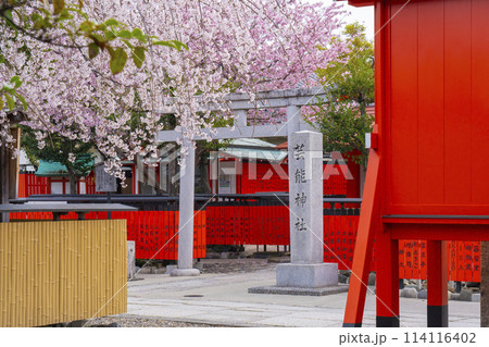 春の京都　桜咲く車折神社　芸能神社 114116402