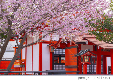 春の京都　桜咲く車折神社　芸能神社 114116404