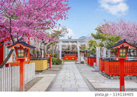 春の京都　桜咲く車折神社　表参道 114116405