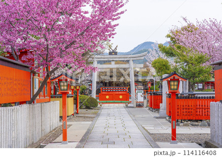 春の京都 桜咲く車折神社 表参道 春の京都 桜咲く車折神社 表参道 114116408