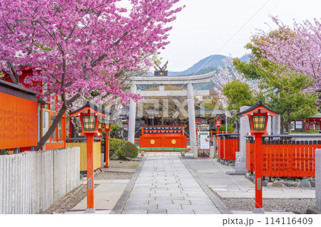 春の京都　桜咲く車折神社　表参道 114116409