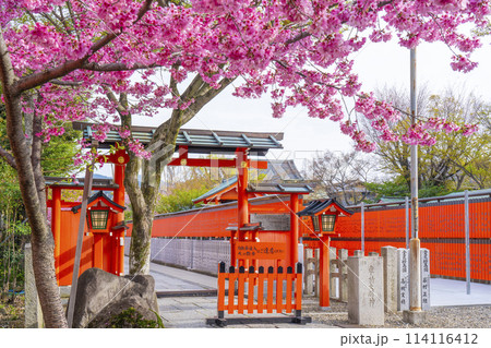 春の京都　桜咲く車折神社　表参道　神門 114116412